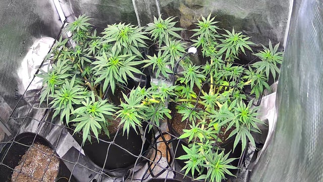 Blue Dream Feminized  — vegetative, day 80