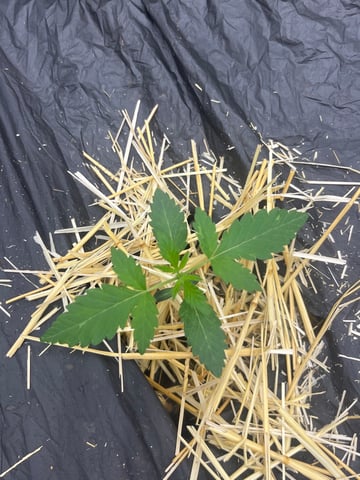 The Bling  — seedling_rooting, day 12