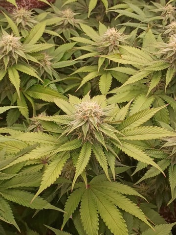 TentPlantLightFan — flower, day 102