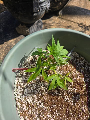 Green Gelato Auto — vegetative, day 21