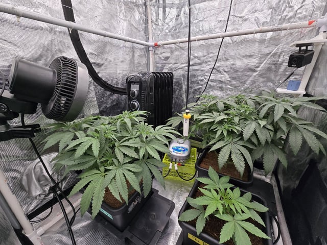 Grow 5.o — vegetative, day 33