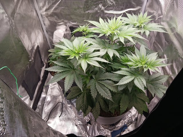 Gorilla Sherbert Feminized From Blimburn Seeds  — vegetative, day 31