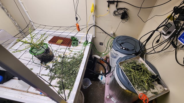 3rd run, 8 plant mom hunt - indoor top fed DTW with rockwool — harvest, day 158