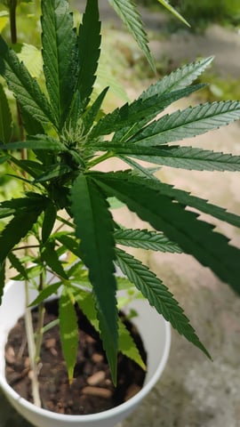 og — grow_setup, day 1