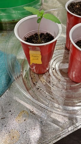 b1. — vegetative, day 8