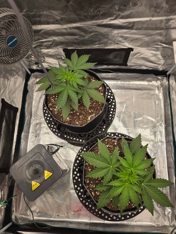 Mimosa Sunrise XXL 3x3 tent — vegetative, day 15