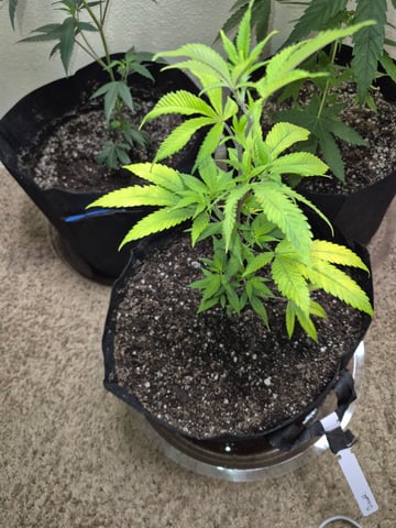 New Strain  — vegetative, day 1