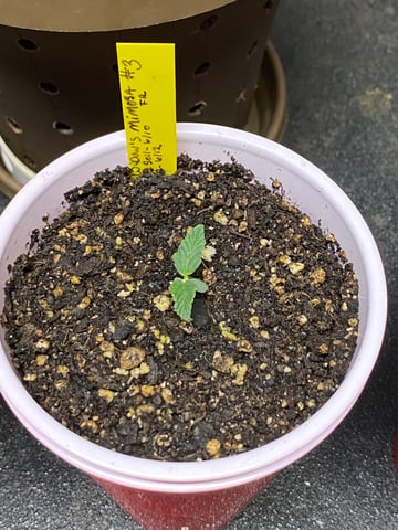 Widows Mimosa(auto) F2 progeny — seedling_rooting, day 13