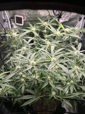 2nd Run — flower, day 110