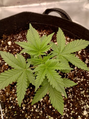 First grow — vegetative, day 24