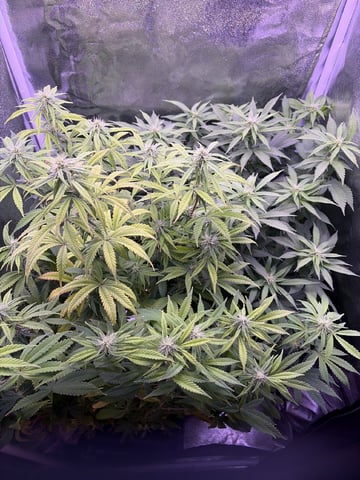 Cookies Haze — vegetative, day 100