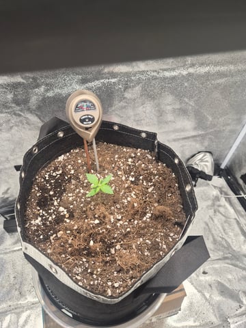 I'll get it right — seedling_rooting, day 16