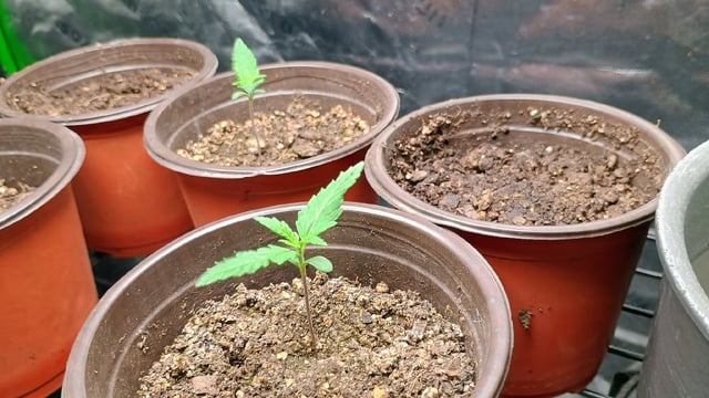 4 Plant Maddog724 Batch 0001-01 — seedling_rooting, day 8