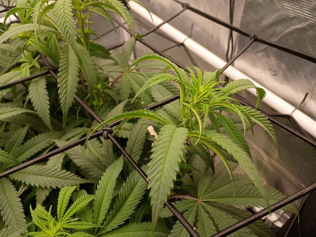 FastBuds Photo-Lemon Mandarin  — flower, day 93