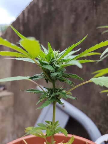 permanent marker feminised 