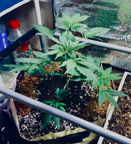 CHEESE AUTO ZEN Seeds — flower, day 31