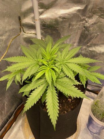 Widows Mimosa(auto) F2 progeny — vegetative, day 28