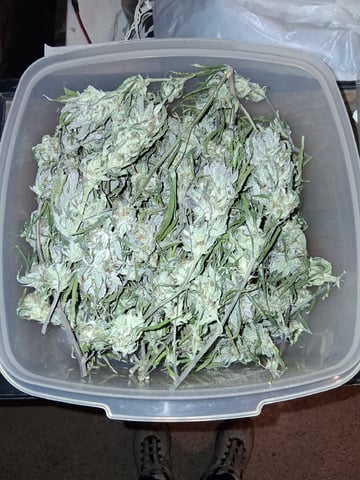 Blueberry Muffin  — done, day 24