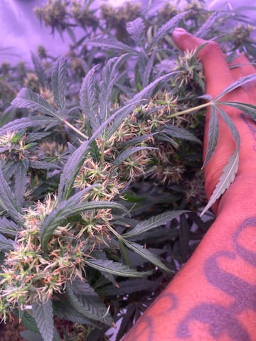 first grow — flower, day 2