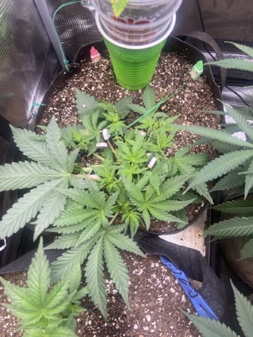  Tropicana Cherry  — vegetative, day 26