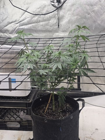 Technically 3rd grow (1st documented) — vegetative, day 111