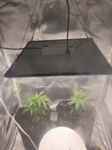 2 Week Old Babies — grow_setup, day 2