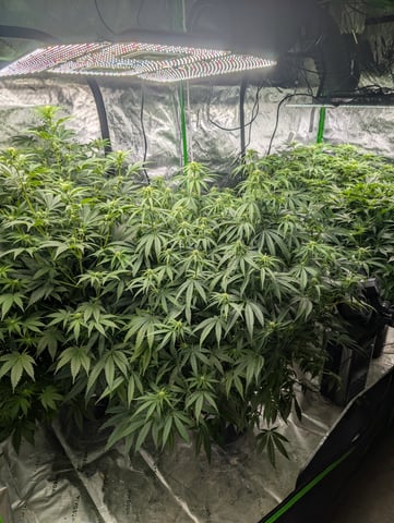 Acapulco Gold  — flower, day 75