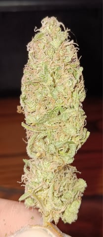 Indoor Closet Grow — harvest, day 169