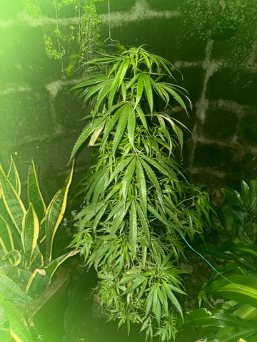 303 002 — grow_setup, day 55