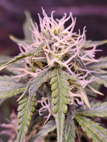 gary poppins — flower, day 73