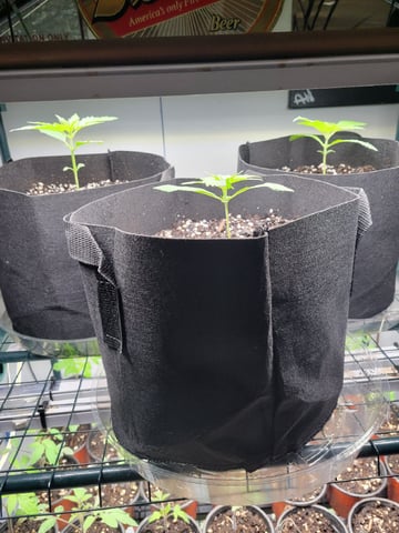 Watermelon Auto — vegetative, day 16
