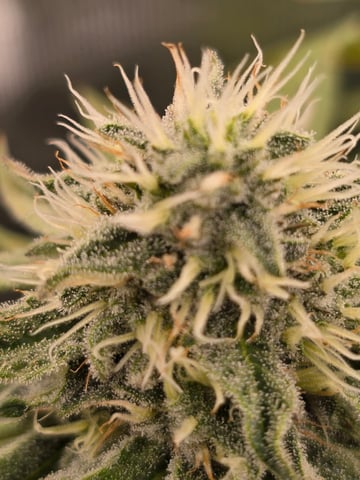 Northern lights #10 (Alaska) — flower, day 69