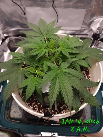Dos Si Dos. Indica — vegetative, day 20