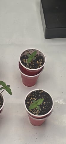 Maple Nectar  — seedling_rooting, day 10