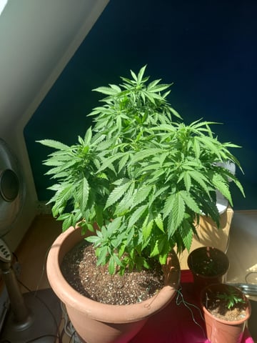 ( Guava Dawg × Sour Tangie ) F2
