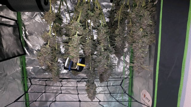 Mixed Grow — flower, day 95