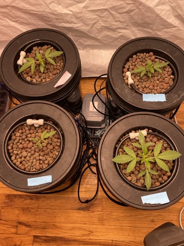 cookie breath 1&2 — vegetative, day 1