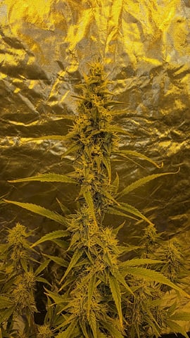 Grow #2 Thank You to All that helped guide me, offered advice, gave insight, or complimented progress. Now to apply some of what I learned the first go-round.  — flower, day 60