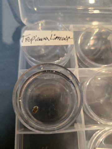 Tropicana Limeade  — germination, day 2