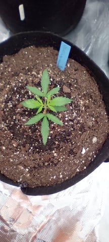 Seedman mix auto & seedman mix auto & GodFather OG — seedling_rooting, day 14