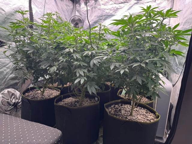 Hollywood Headband and LimeHeads  — flower, day 105