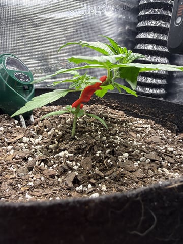 Gorilla Cookies 2nd Try