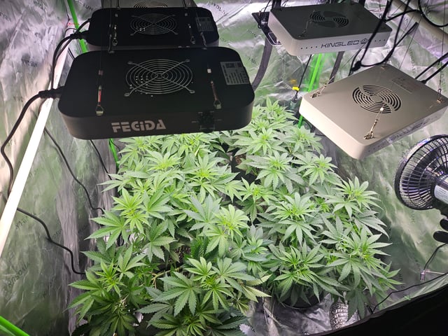 1st Grow — flower, day 18