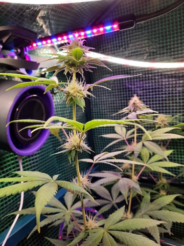 missing pieces — flower, day 88