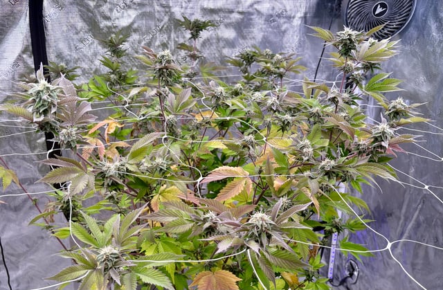 grow 4 — flower, day 84