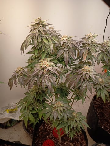 Lokie OG x Permanent Marker — flower, day 106