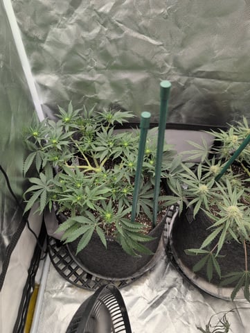 memphisto 3 bears OG, ethos high note r1 — flower, day 54