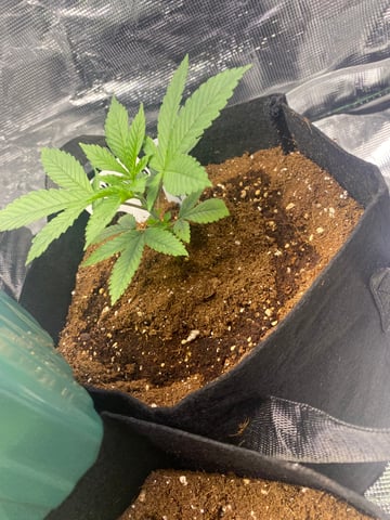 LiLBruh Cannabis — seedling_rooting, day 11