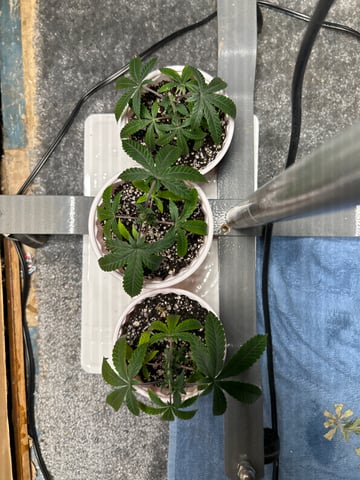 Wedding cake & Indoor Wedding Cake Clones — vegetative, day 26