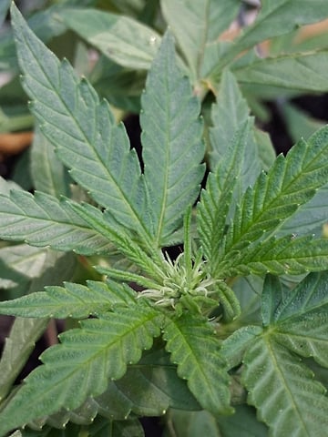 Crimson Haze — flower, day 1